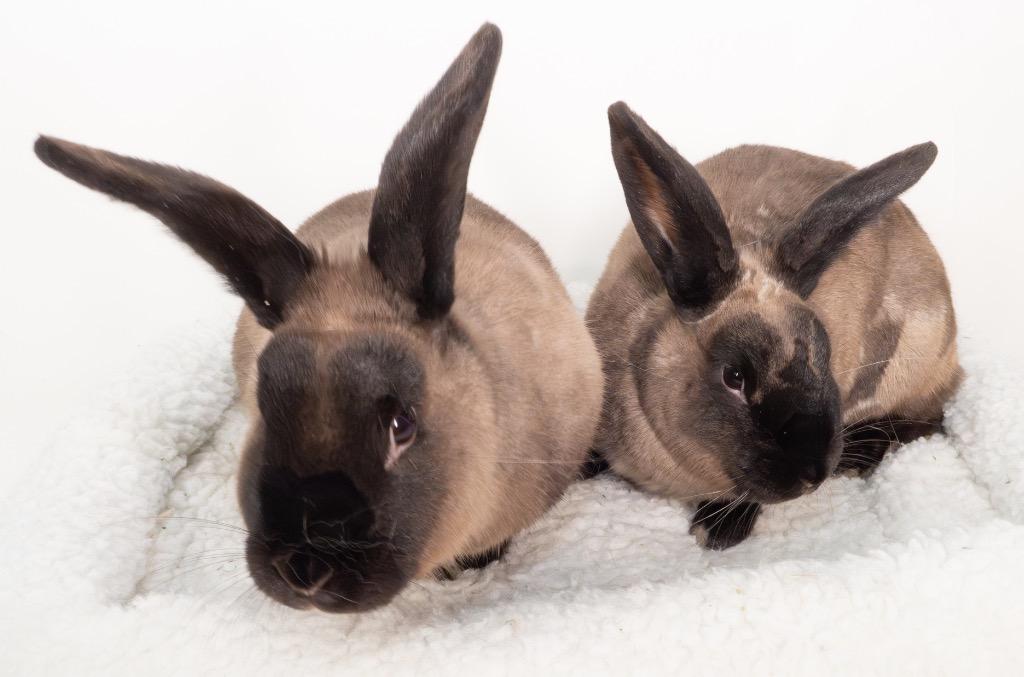 Enlarge Sandy / Bernard, a Adoptable American Sable in San Francisco, CA image 5/6