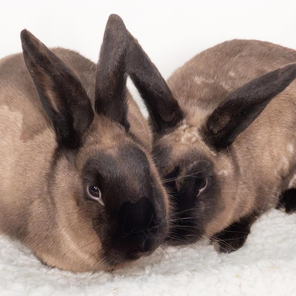 Enlarge Sandy / Bernard, a Adoptable American Sable in San Francisco, CA image 6/6