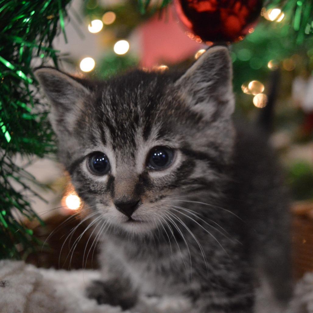 Spitfire, a Adoptable Domestic Short Hair in North Battleford, SK image 1/6