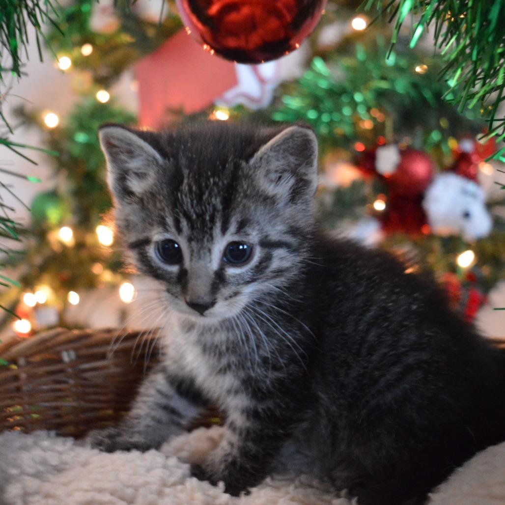 Spitfire, a Adoptable Domestic Short Hair in North Battleford, SK image 3/6