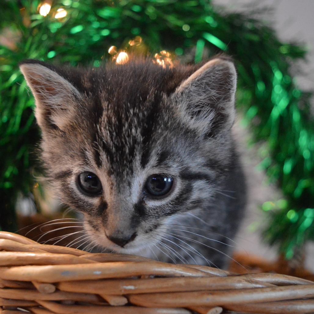 Spitfire, a Adoptable Domestic Short Hair in North Battleford, SK image 4/6