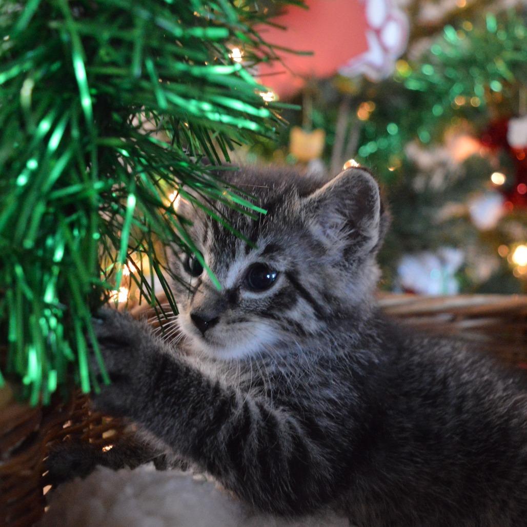 Spitfire, a Adoptable Domestic Short Hair in North Battleford, SK image 5/6