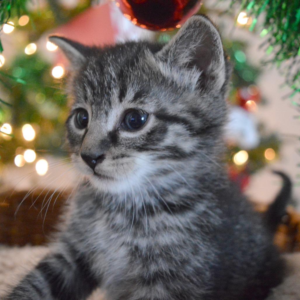 Spitfire, a Adoptable Domestic Short Hair in North Battleford, SK image 6/6