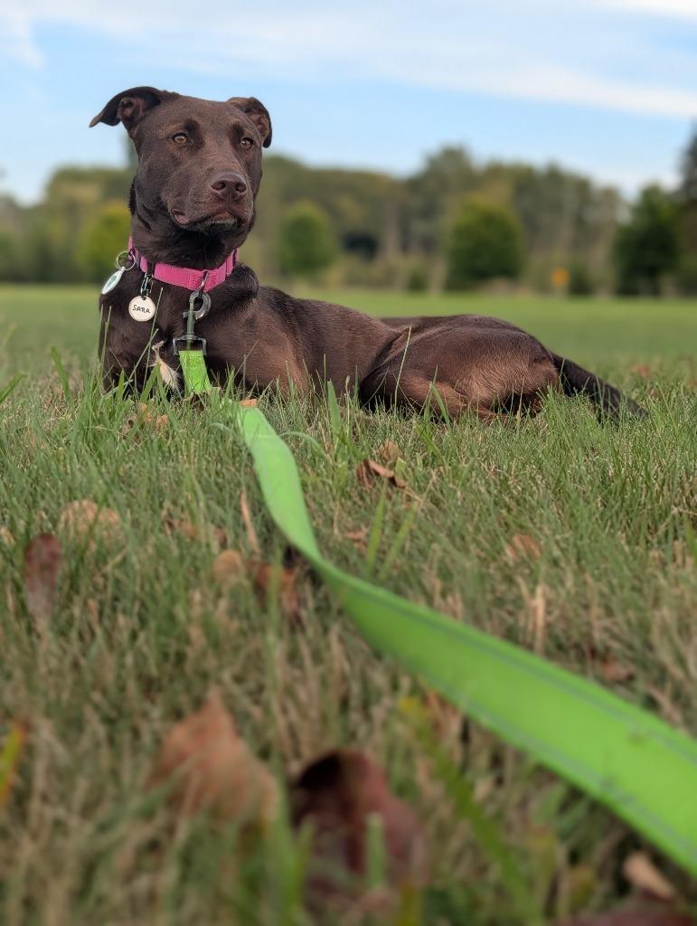 Enlarge Sara, a Adoptable mixed breed in North Syracuse, NY image 1/6