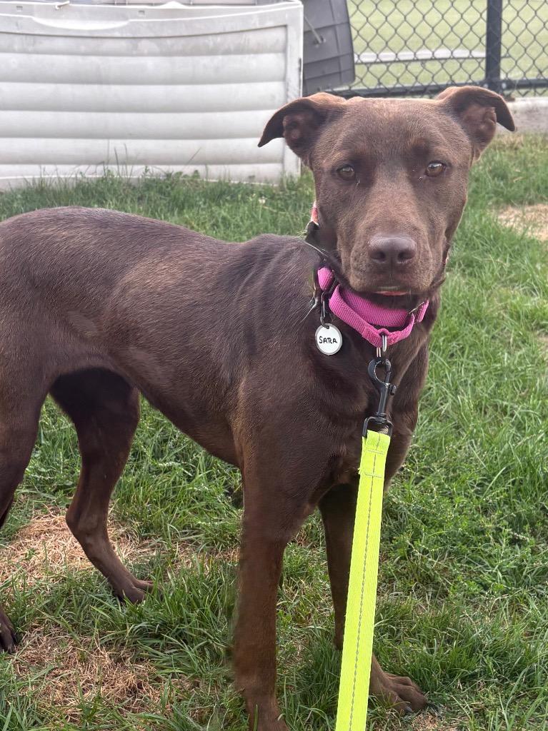 Enlarge Sara, a Adoptable mixed breed in North Syracuse, NY image 2/6