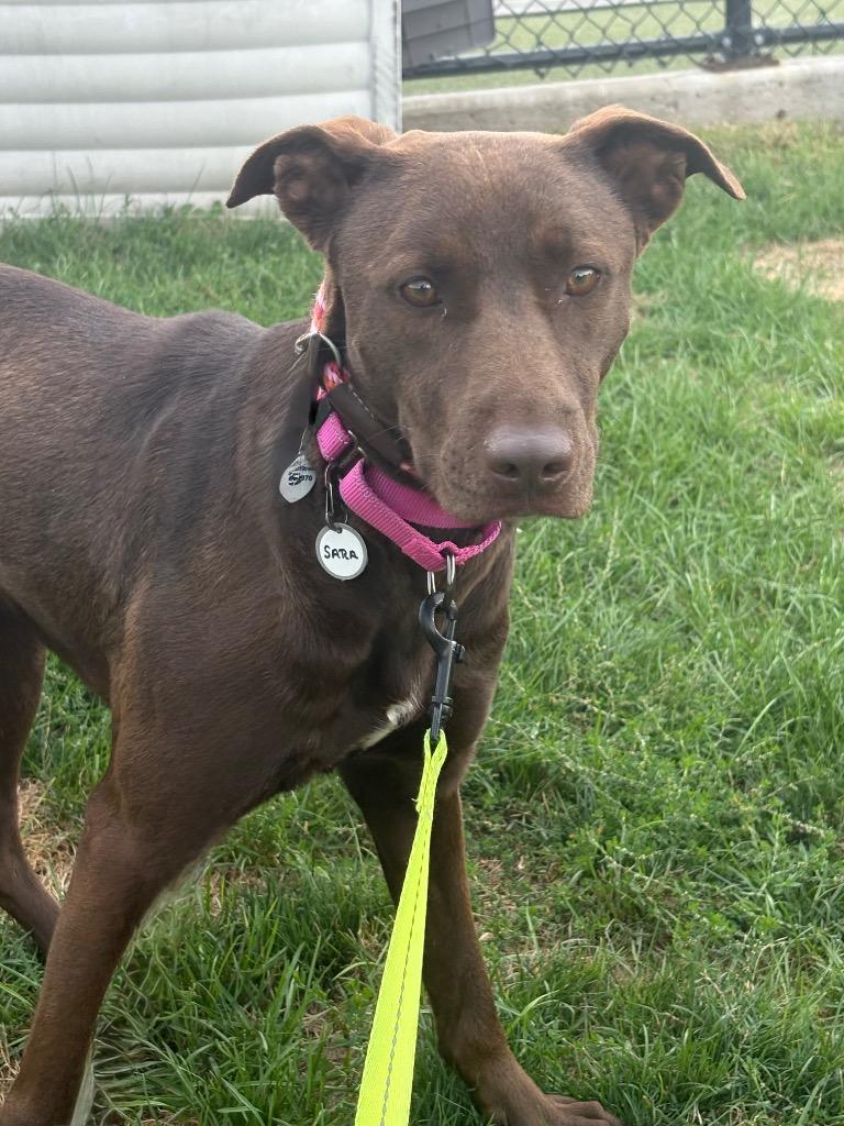 Enlarge Sara, a Adoptable mixed breed in North Syracuse, NY image 3/6