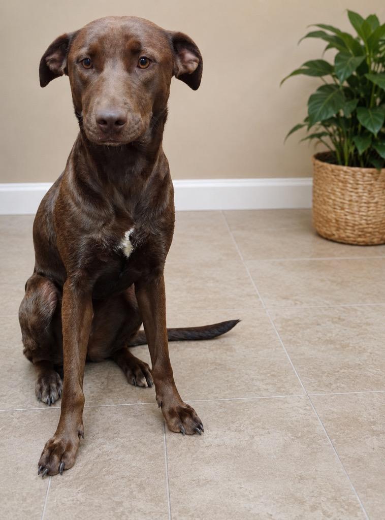 Enlarge Sara, a Adoptable mixed breed in North Syracuse, NY image 4/6
