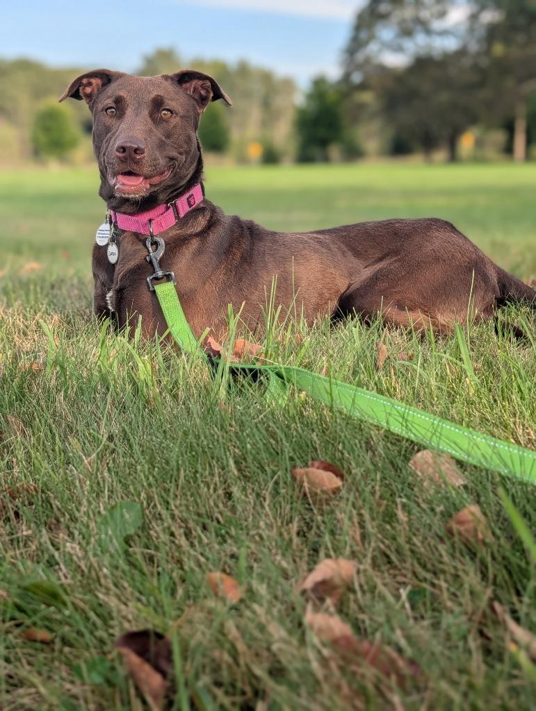 Enlarge Sara, a Adoptable mixed breed in North Syracuse, NY image 5/6