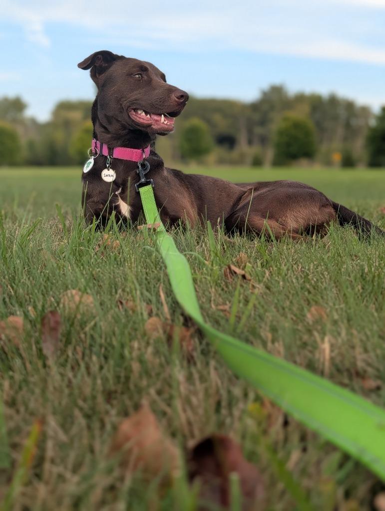 Enlarge Sara, a Adoptable mixed breed in North Syracuse, NY image 6/6