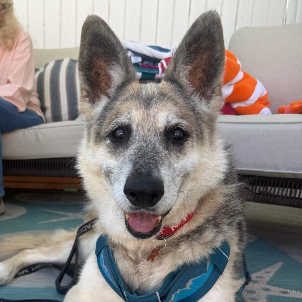 Graham Cracker, Adoptable, Senior Male German Shepherd Dog.