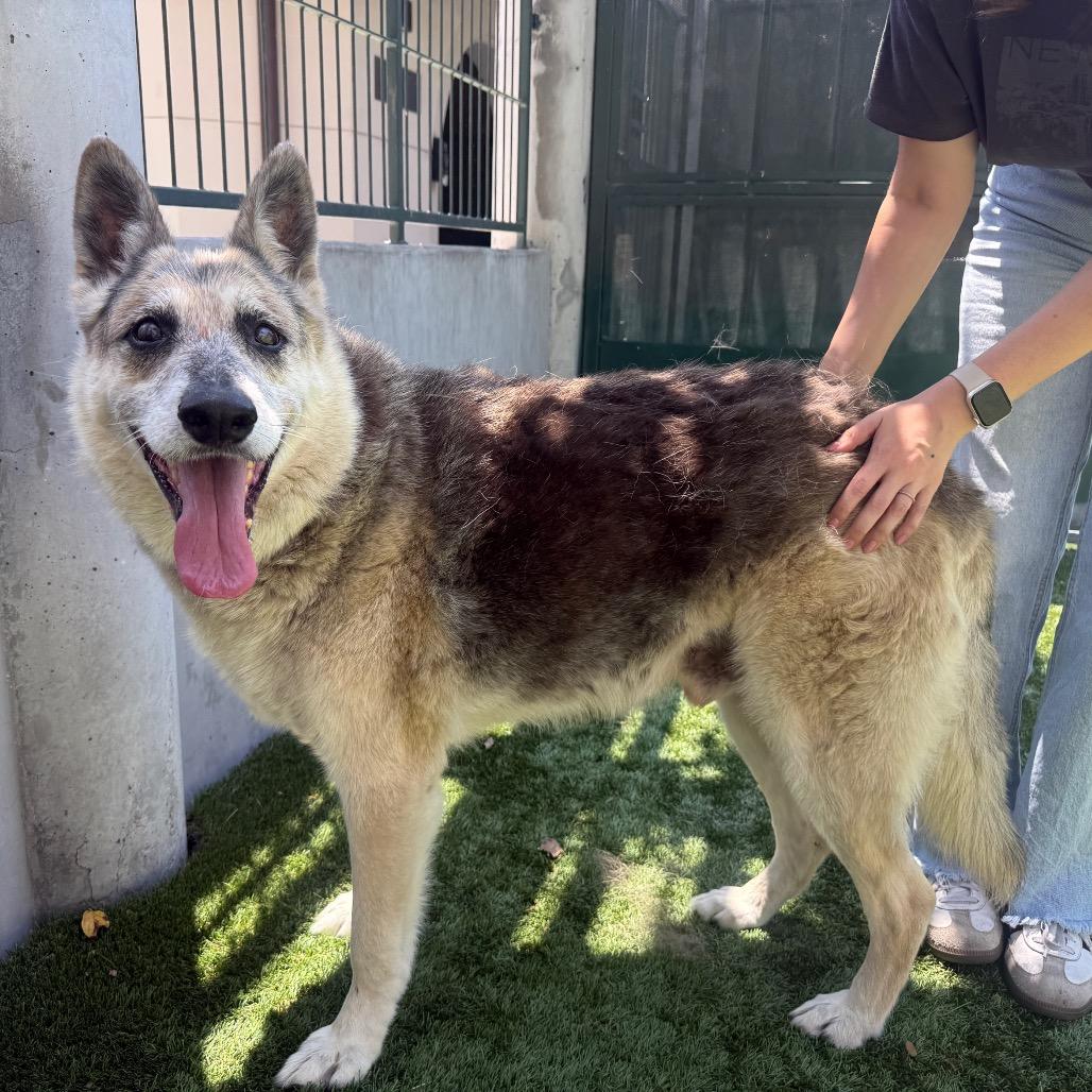 Enlarge Graham Cracker, a Adoptable German Shepherd Dog in Pasadena, CA image 2/6