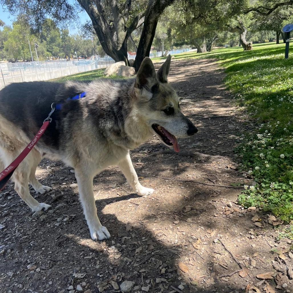 Enlarge Graham Cracker, a Adoptable German Shepherd Dog in Pasadena, CA image 3/6