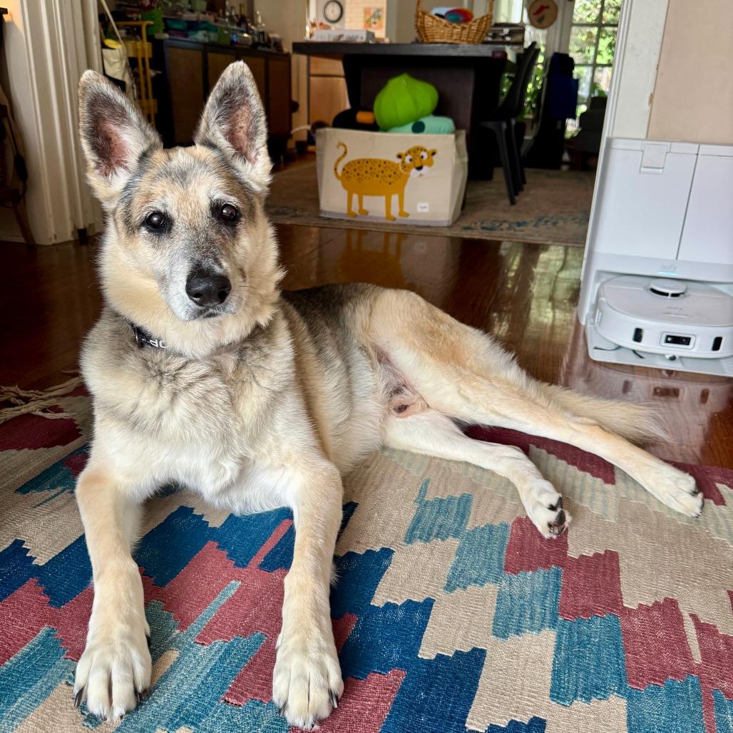 Enlarge Graham Cracker, a Adoptable German Shepherd Dog in Pasadena, CA image 4/6
