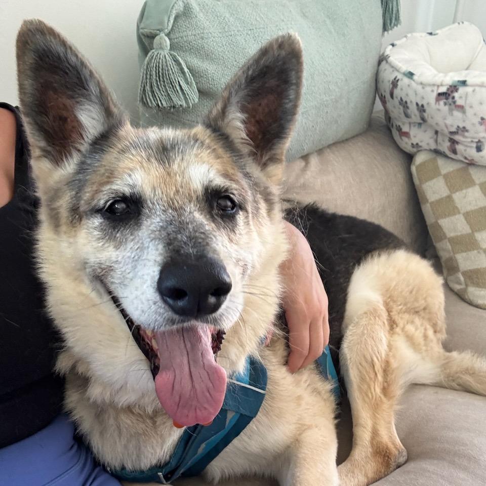 Enlarge Graham Cracker, a Adoptable German Shepherd Dog in Pasadena, CA image 5/6