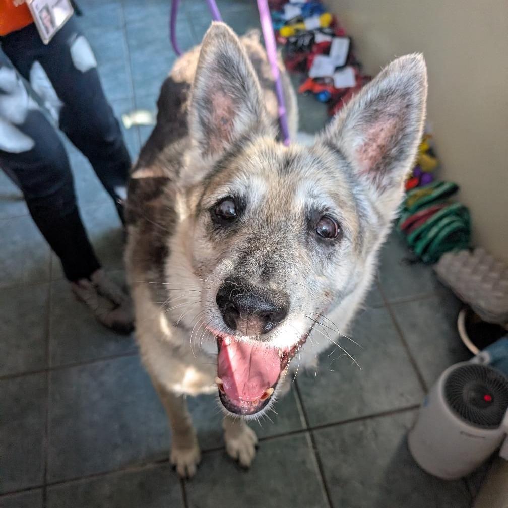 Enlarge Graham Cracker, a Adoptable German Shepherd Dog in Pasadena, CA image 6/6