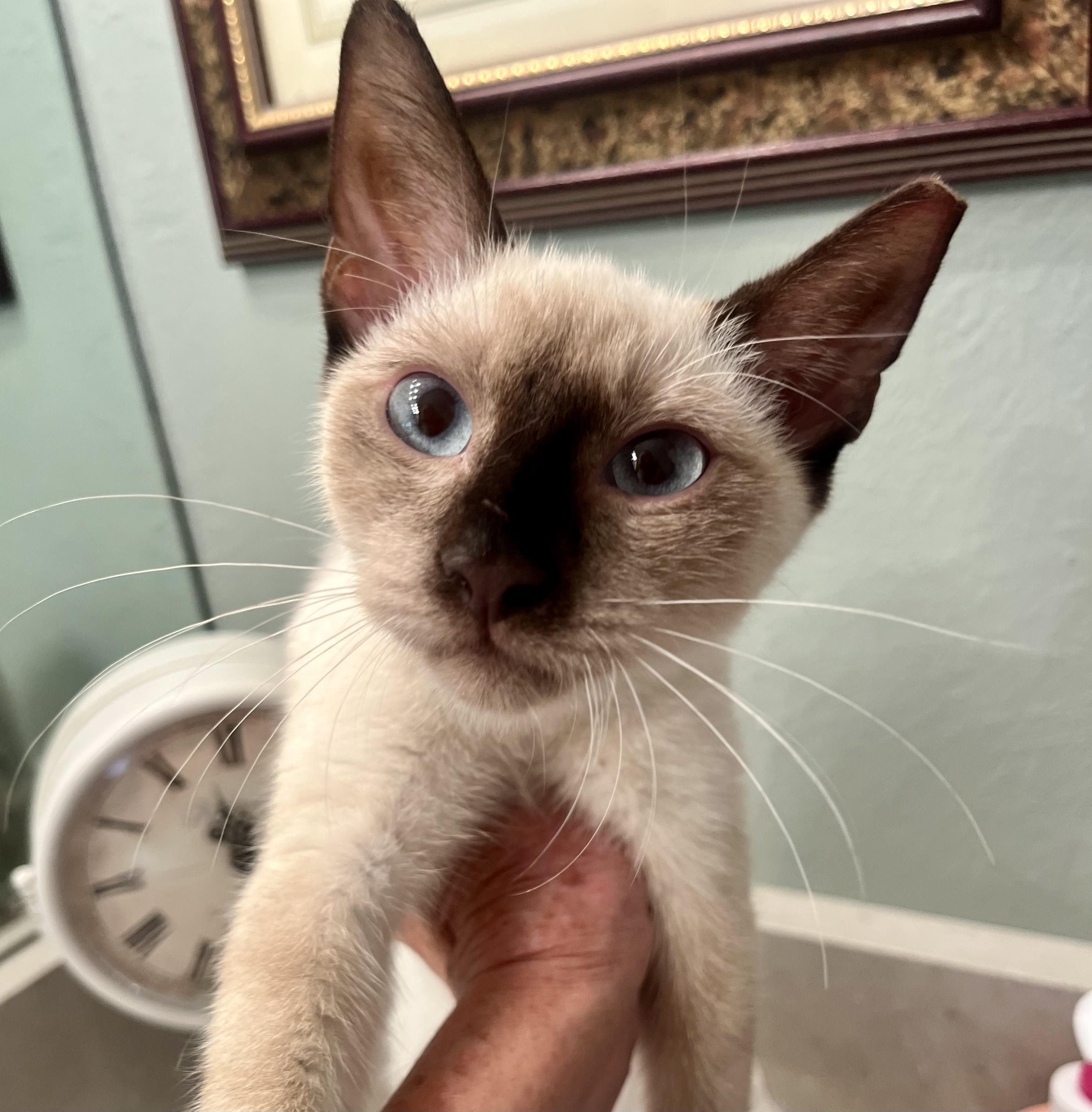 Enlarge Magellan, a Adoptable Domestic Short Hair in Houston, TX image 2/2
