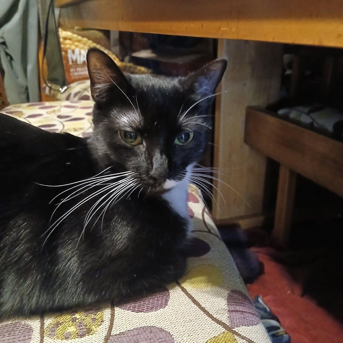 Enlarge Sprite (Courtesy Post), a ADOPTABLE Domestic Short Hair in Oswego, NY image 1/2