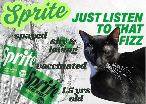 Sprite, adoptable, Young Female Domestic Short Hair.