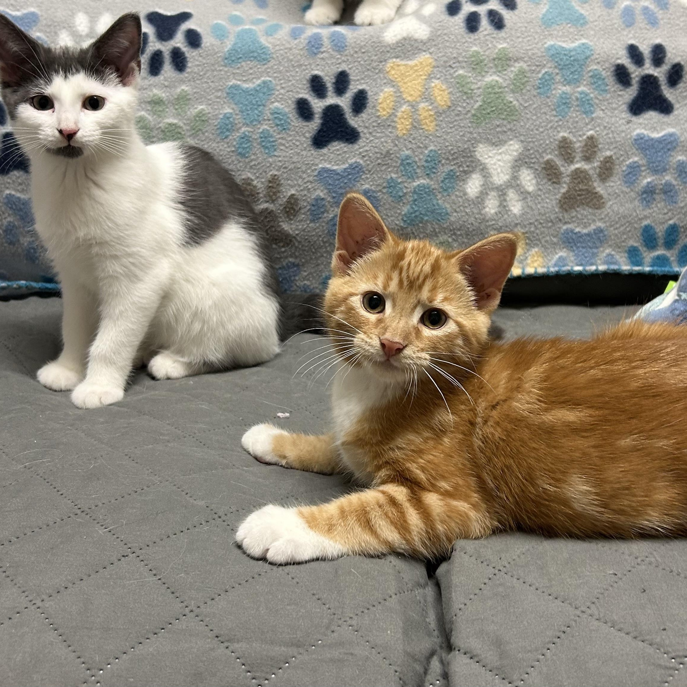 Mouse and Doritos Los Tacos