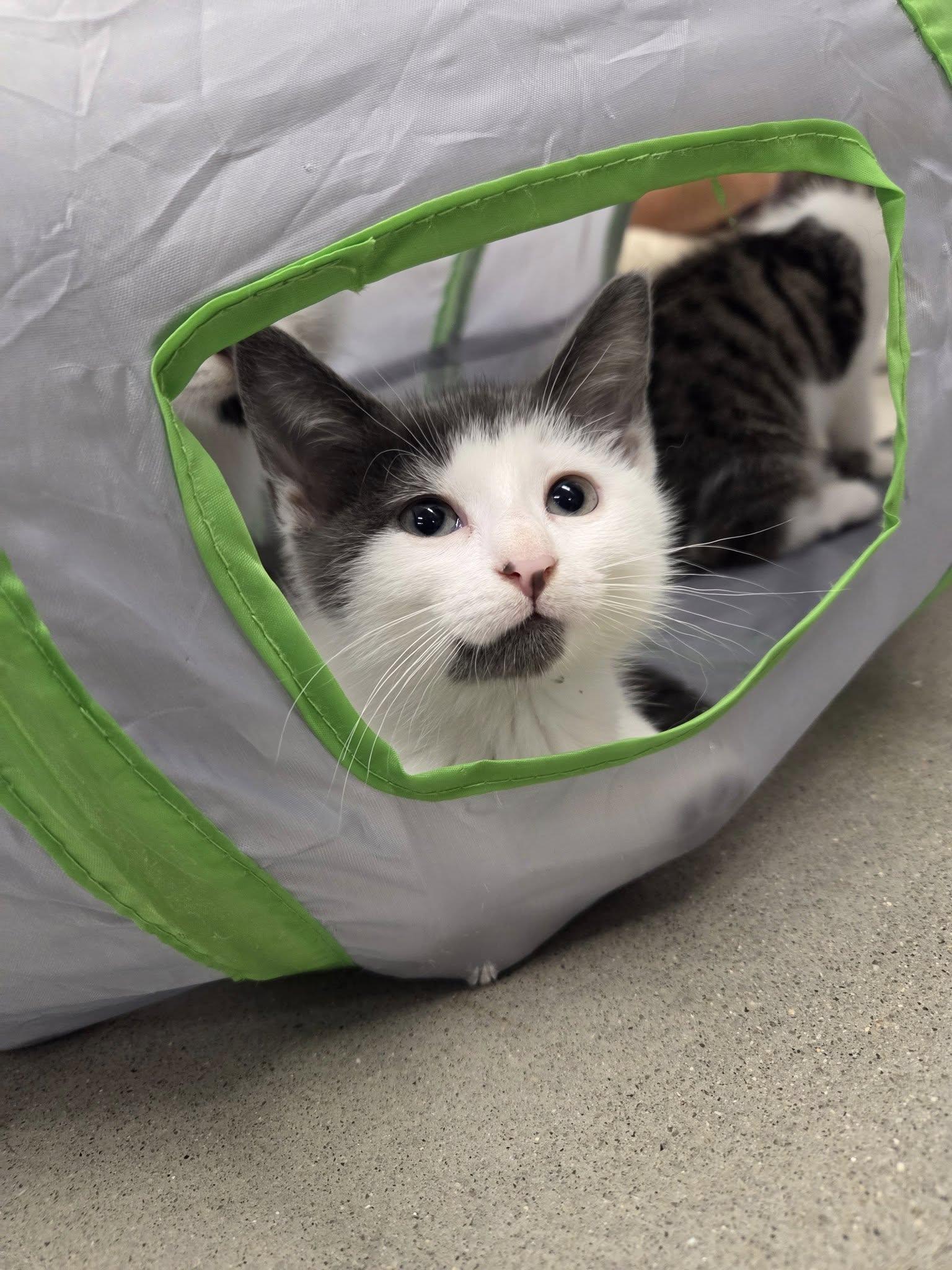 Mouse and Doritos Los Tacos