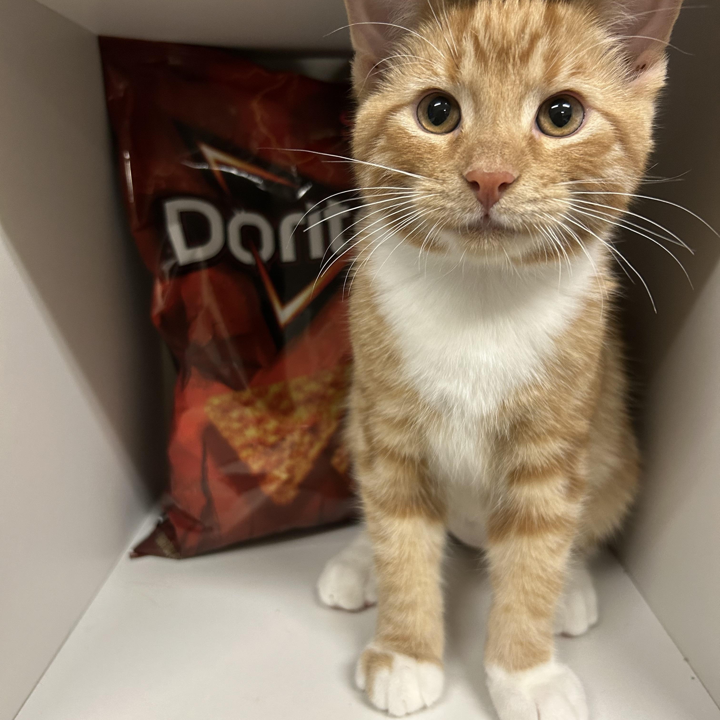 Mouse and Doritos Los Tacos