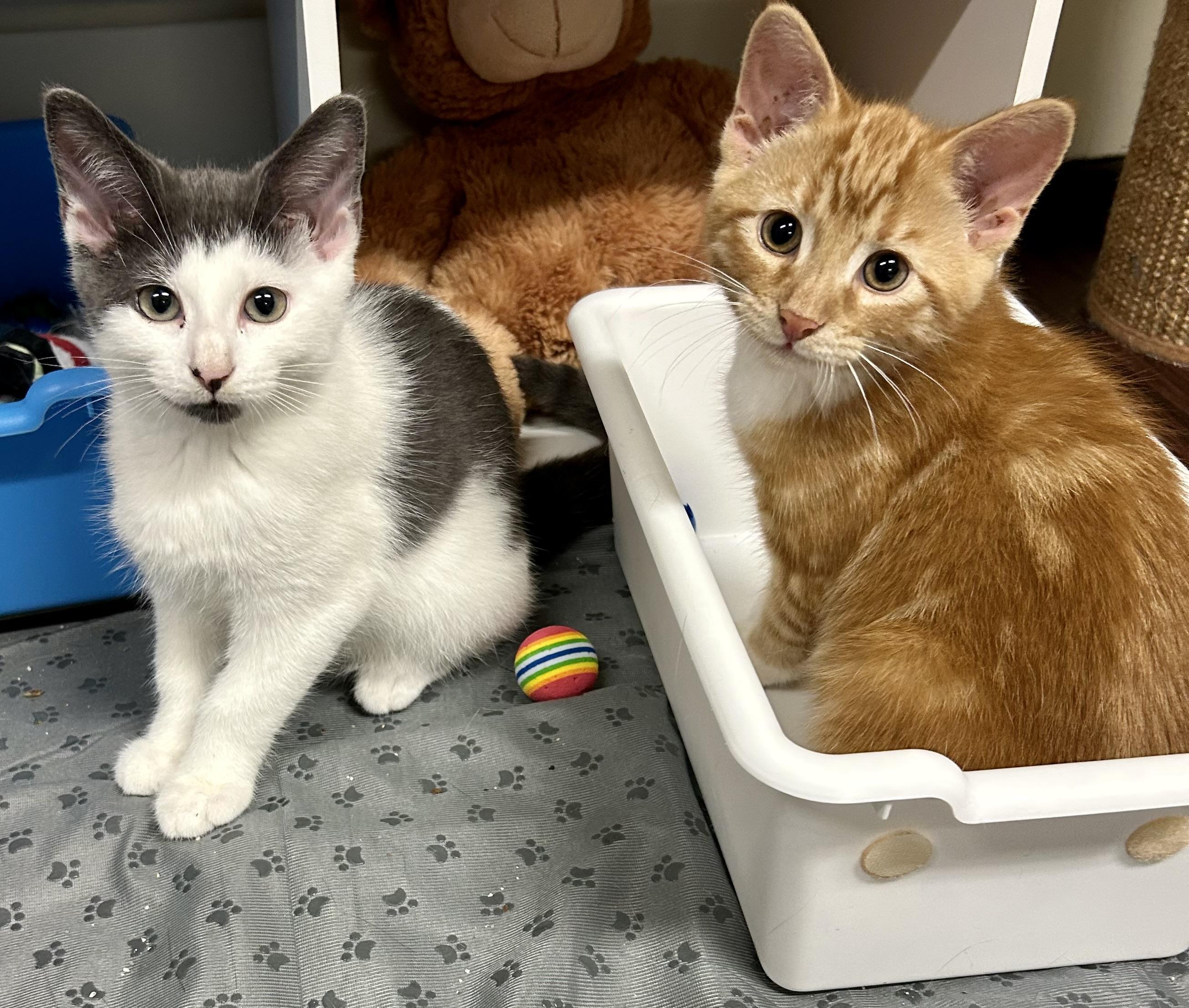 Mouse and Doritos Los Tacos