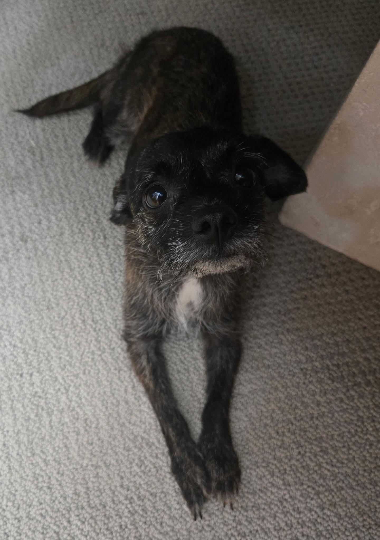 Enlarge Adriana, an adopted mixed breed in Northlake, IL image 1/3