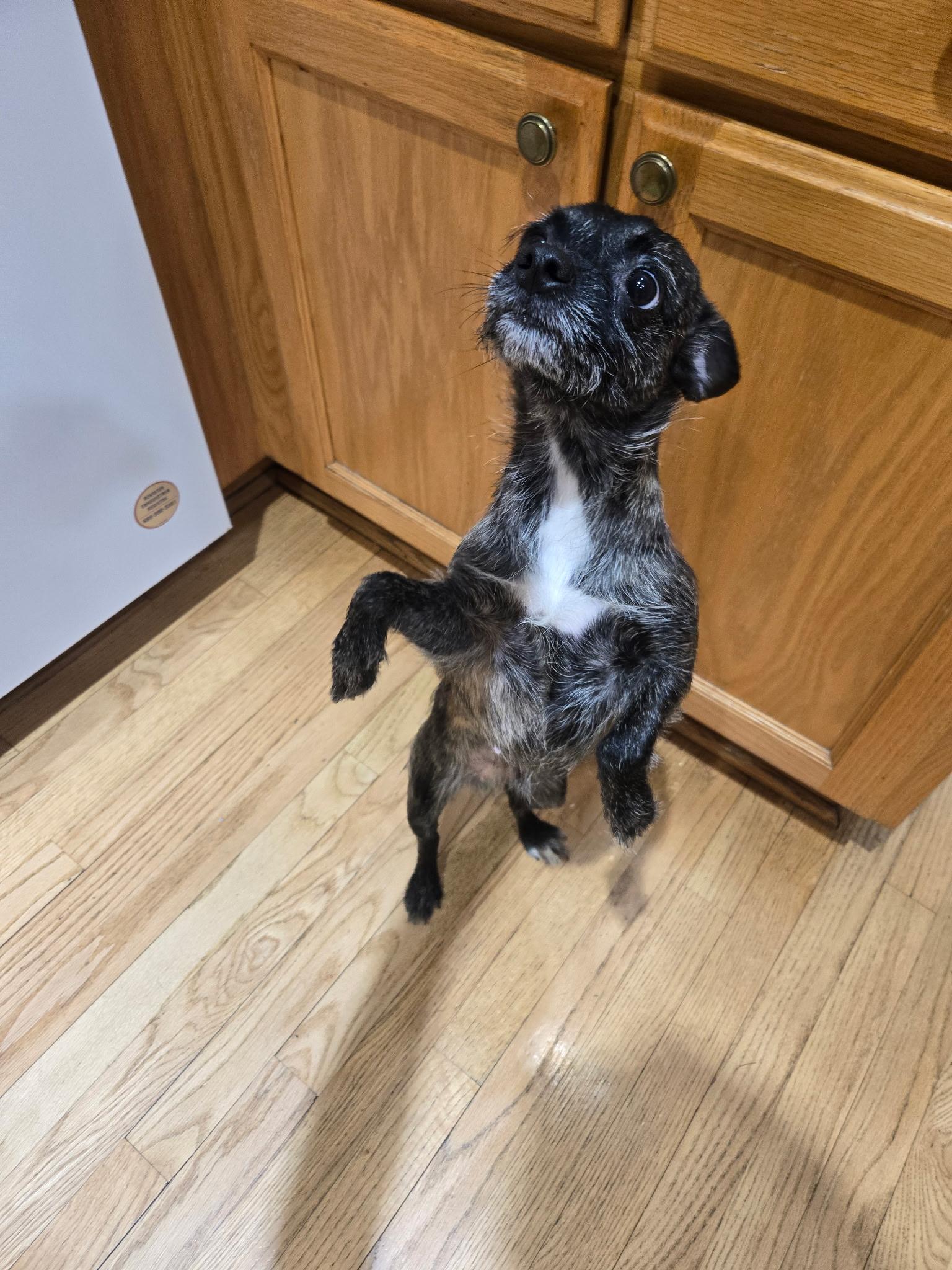 Enlarge Adriana, an adopted mixed breed in Northlake, IL image 3/3