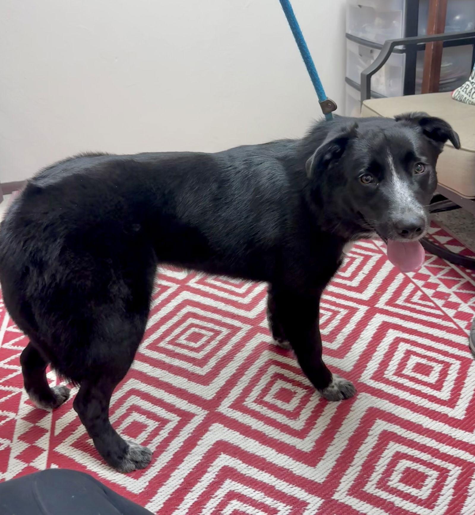 Oreo, Adoptable, Young Male Australian Cattle Dog / Blue Heeler & German Shepherd Dog.