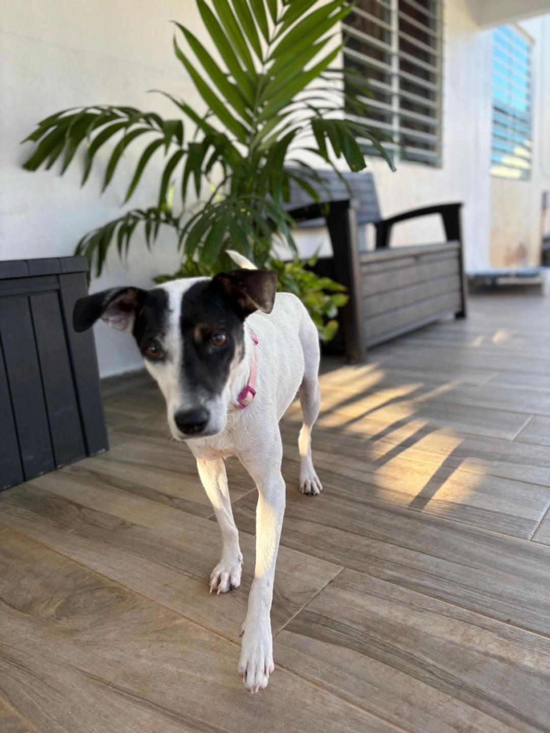 Cookie, Adoptable, Adult Female Rat Terrier & Jack Russell Terrier.