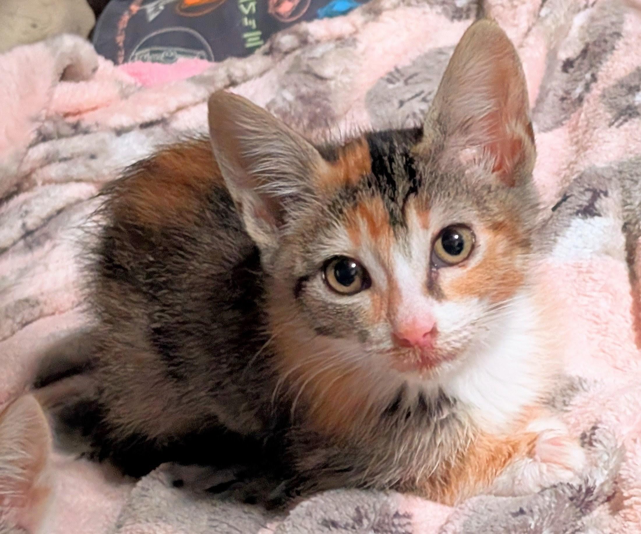 Enlarge Winnie, a ADOPTABLE Calico in San Diego, CA image 1/1