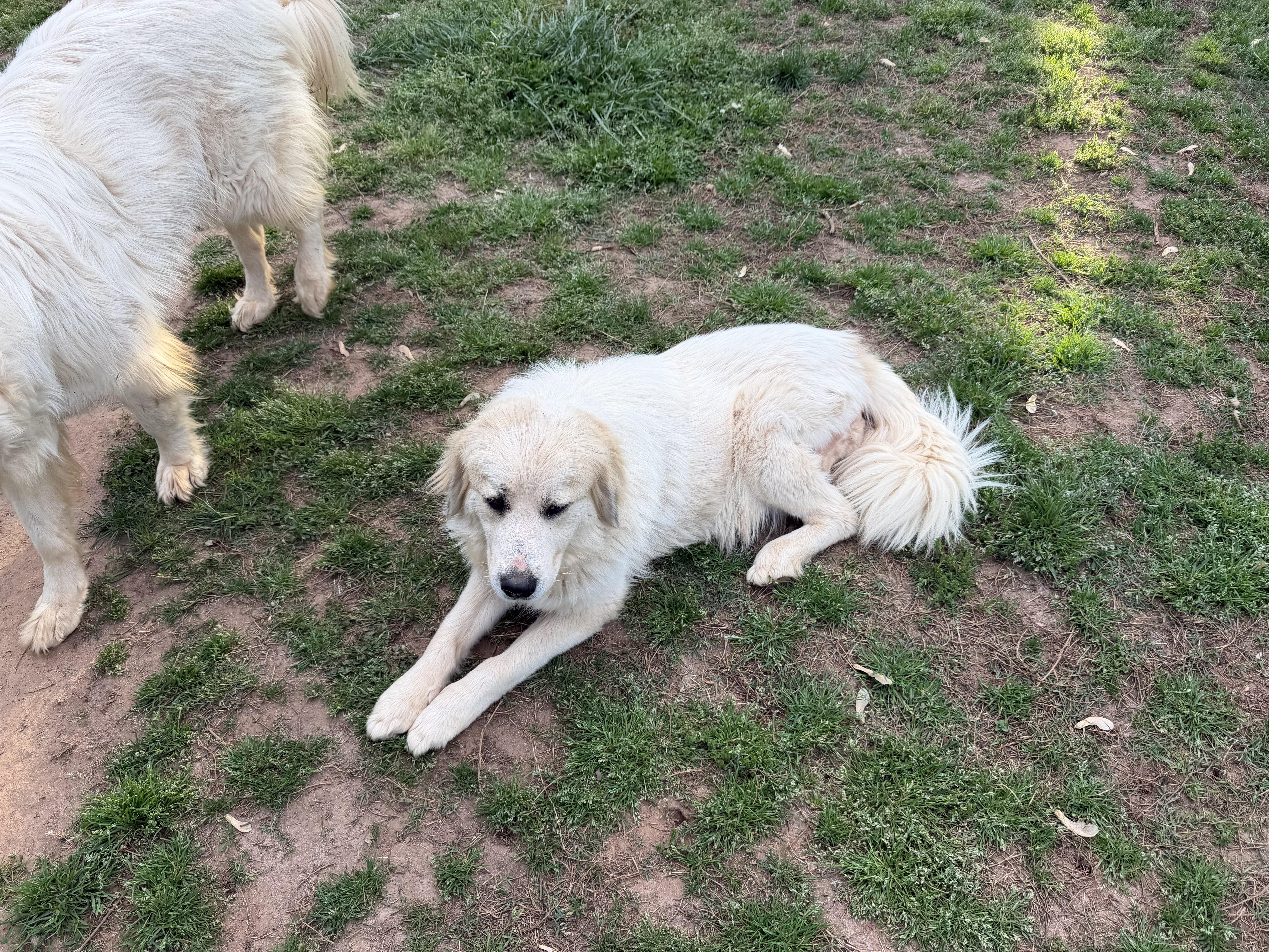 Enlarge Nova, an adoptable Great Pyrenees in Claremont, NC image 3/4