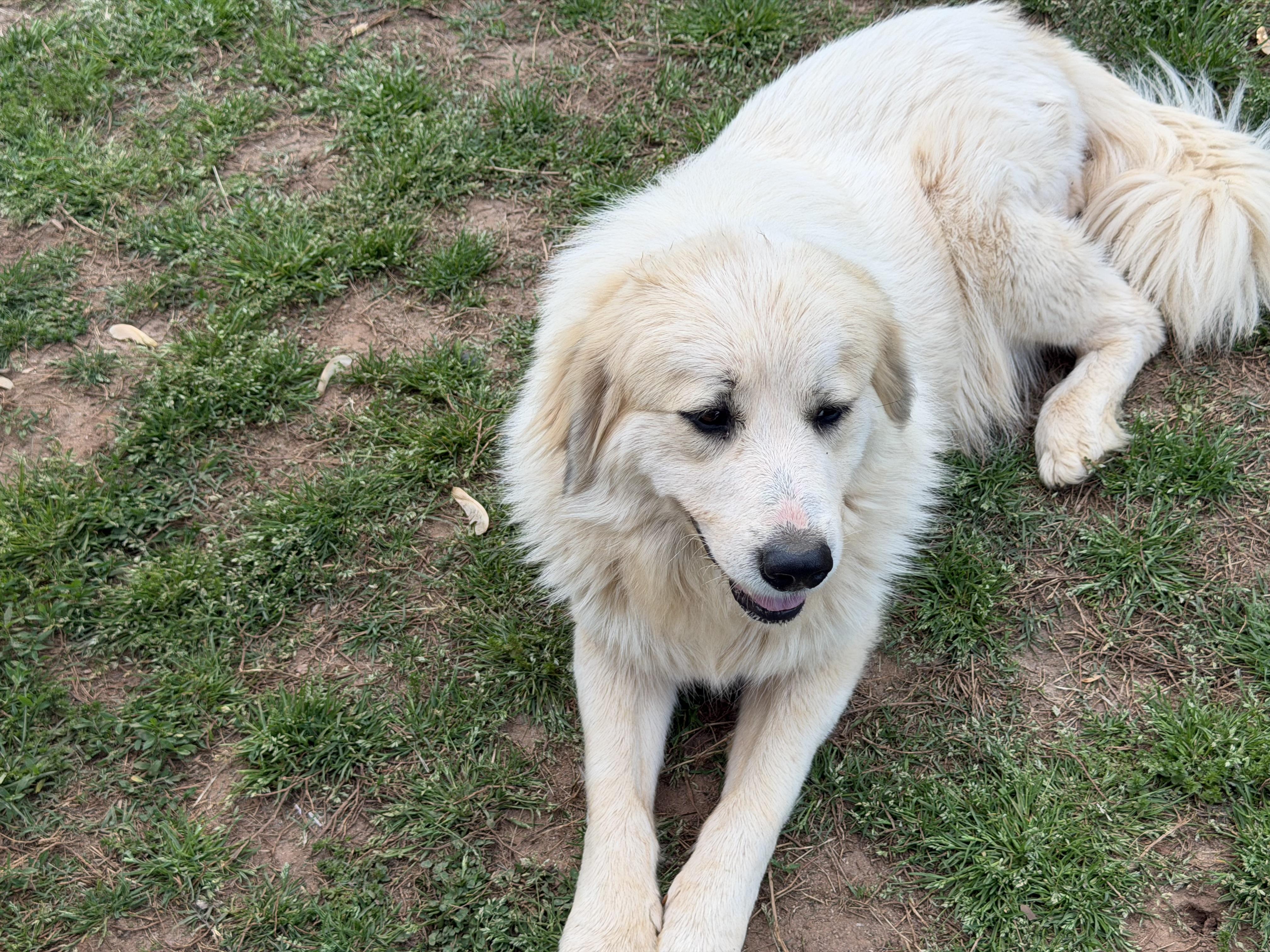 Enlarge Nova, an adoptable Great Pyrenees in Claremont, NC image 4/4