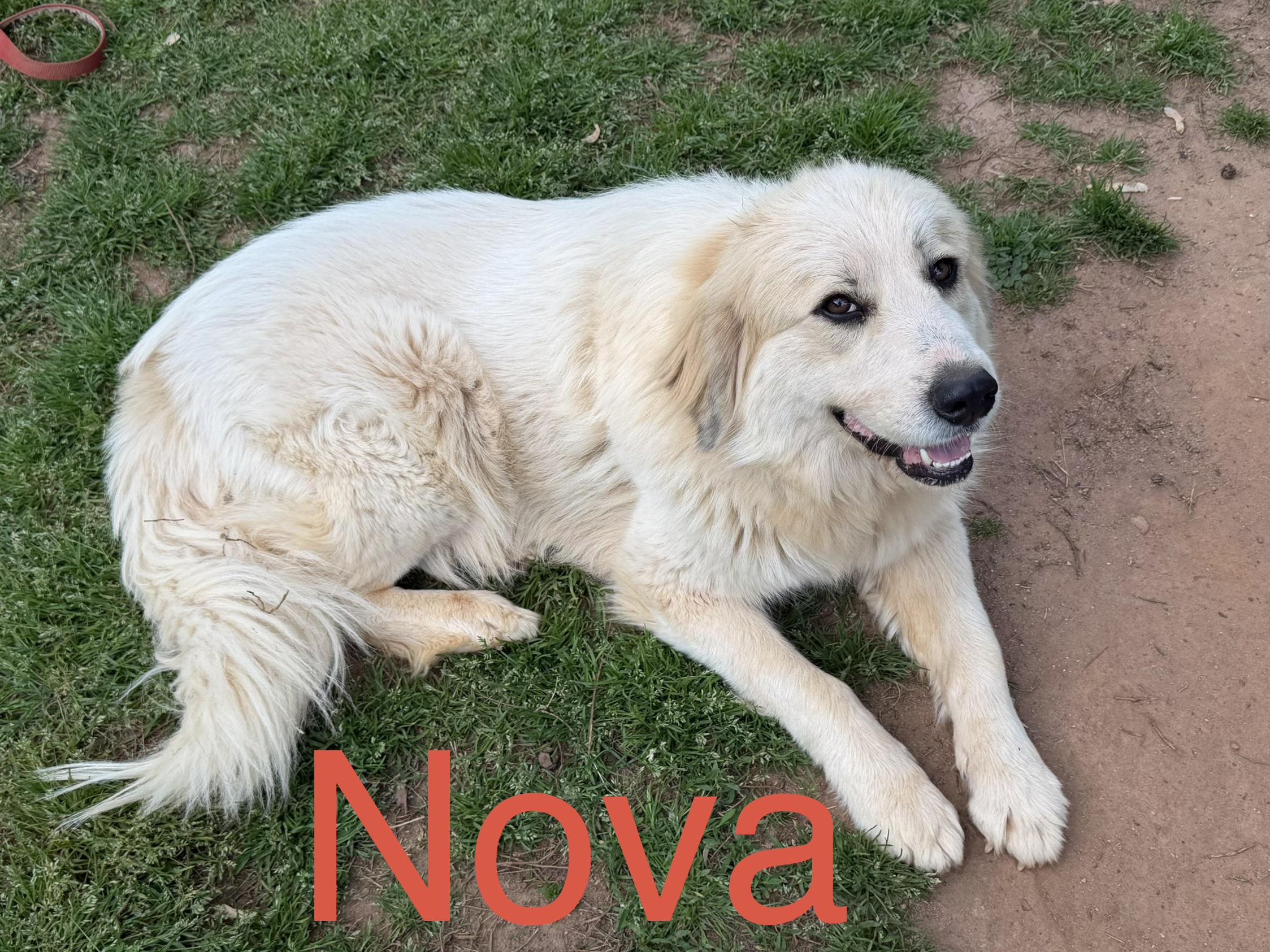 Enlarge Nova, an adoptable Great Pyrenees in Claremont, NC image 2/4