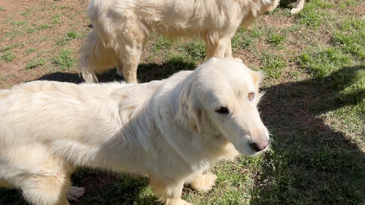 Enlarge Nova, an adoptable Great Pyrenees in Claremont, NC video 1/4