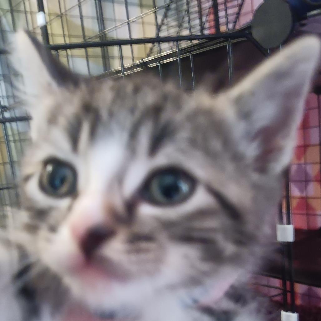 Enlarge Mittens, a Adoptable Domestic Short Hair in Marion, IL image 1/1