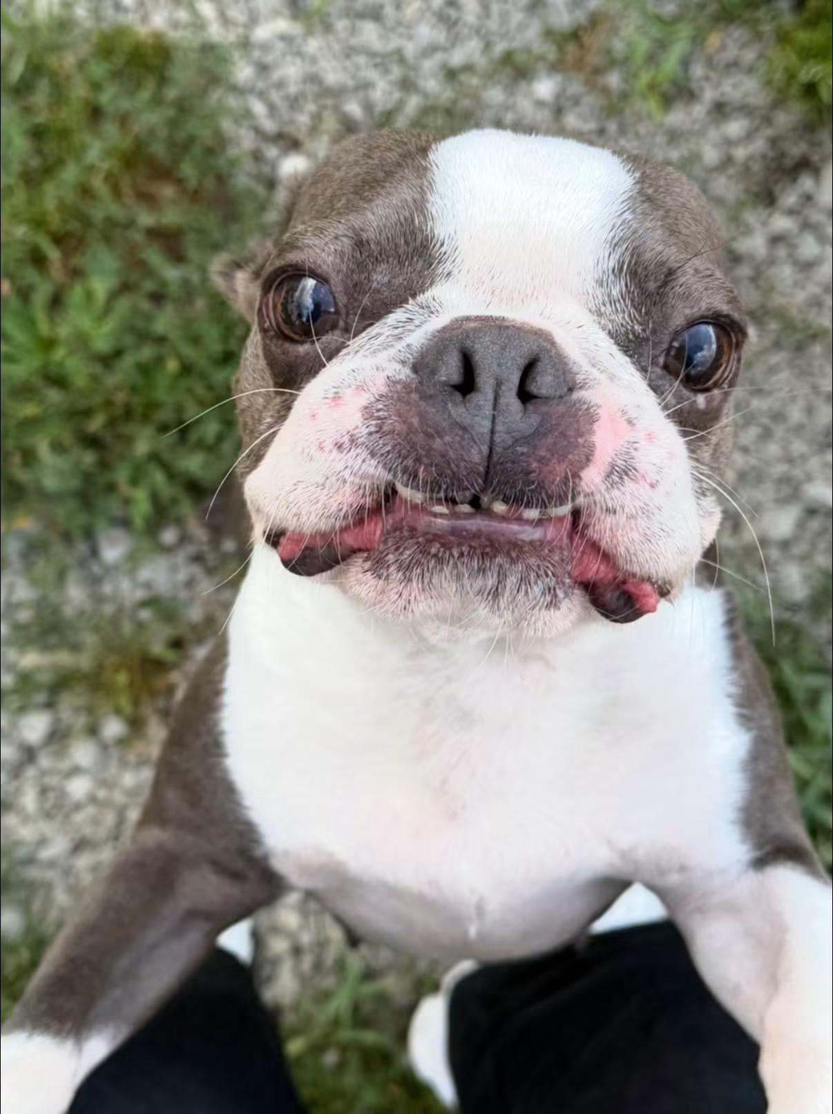 Olga, an adopted Boston Terrier in New Stanton, PA image 2/2