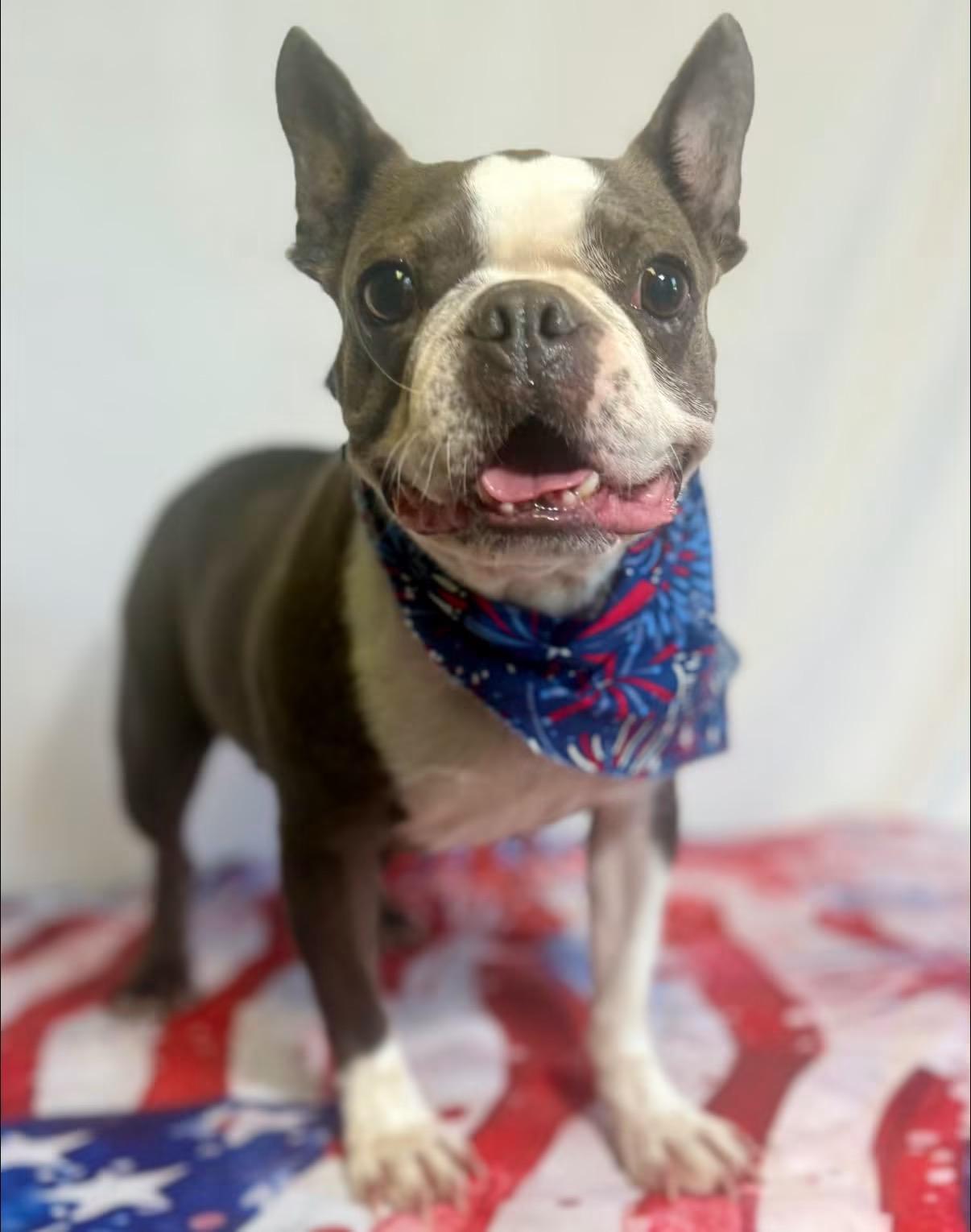 Olga, adopted, Adult Female Boston Terrier.