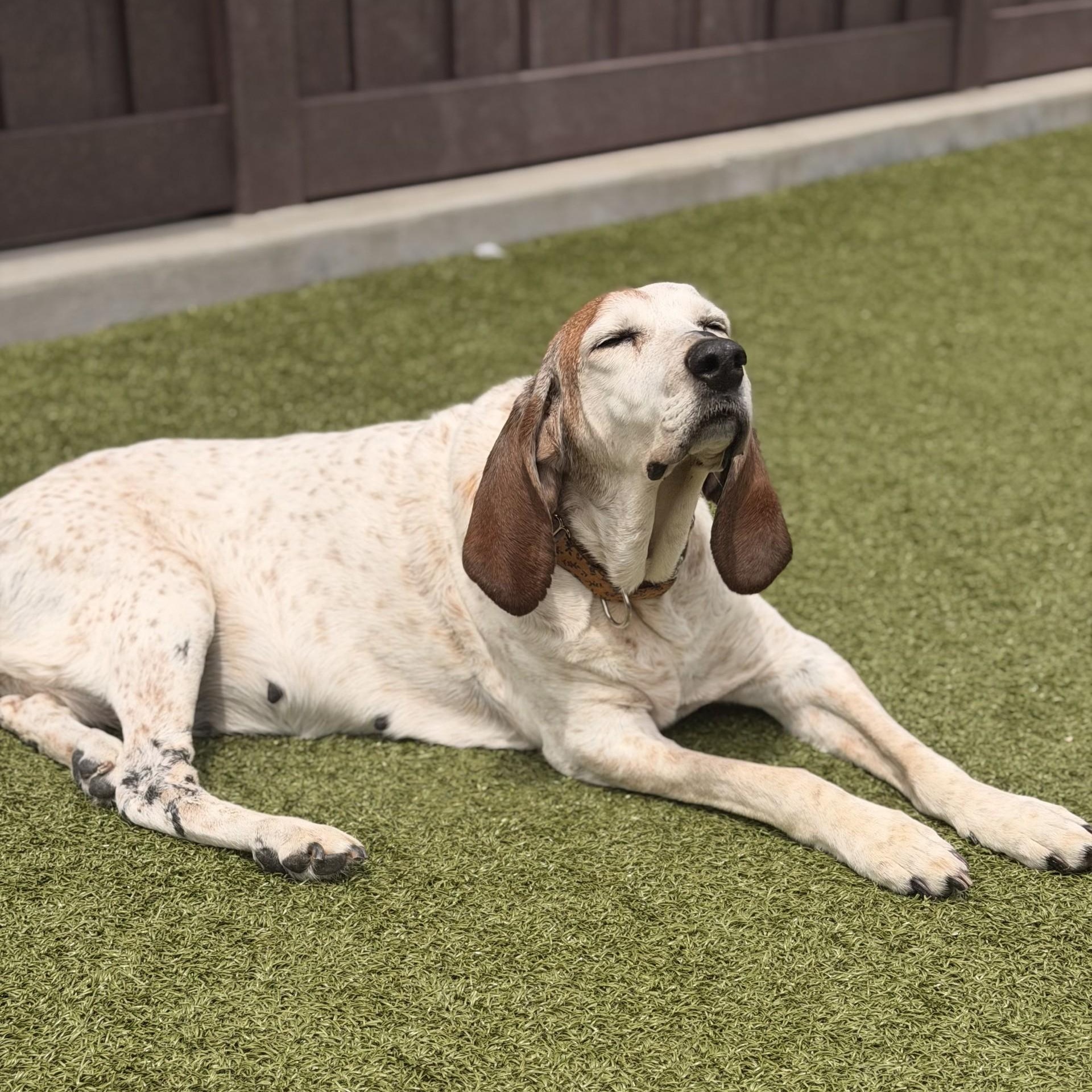 Enlarge Risley, a ADOPTABLE Coonhound in Mount Juliet, TN image 2/3