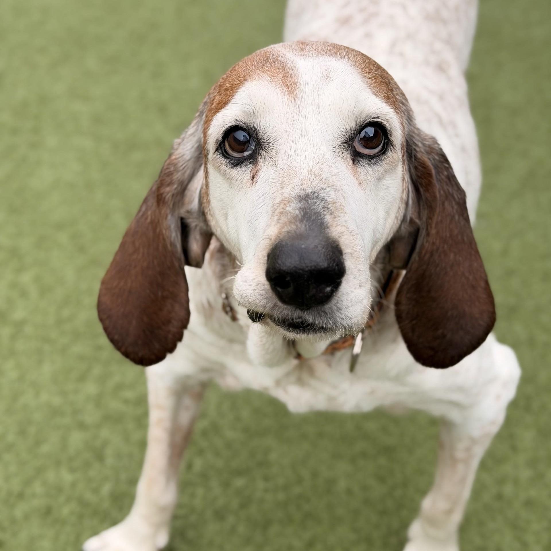 Risley, ADOPTABLE, Senior Female Coonhound.