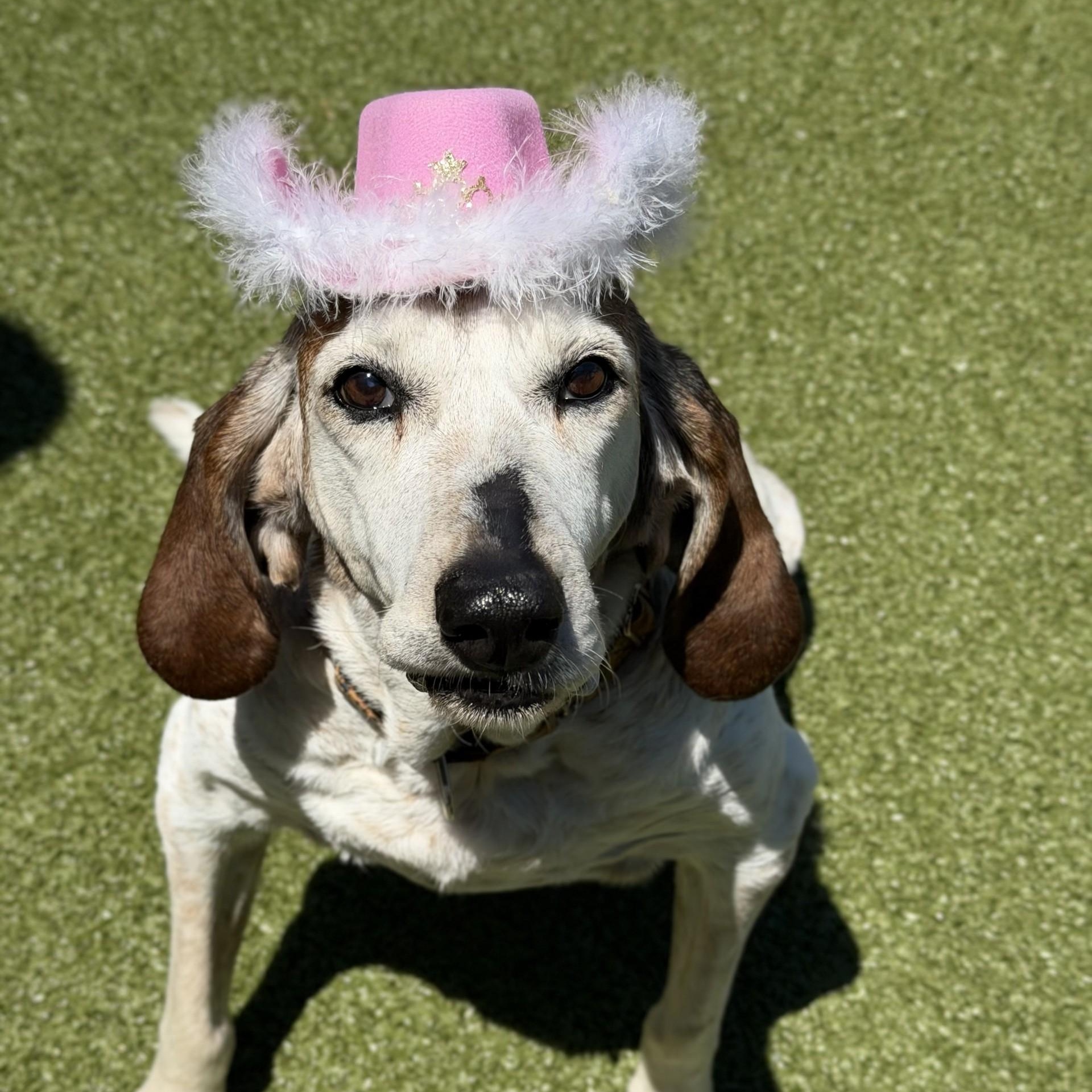 Risley, ADOPTABLE, Senior Female Coonhound.