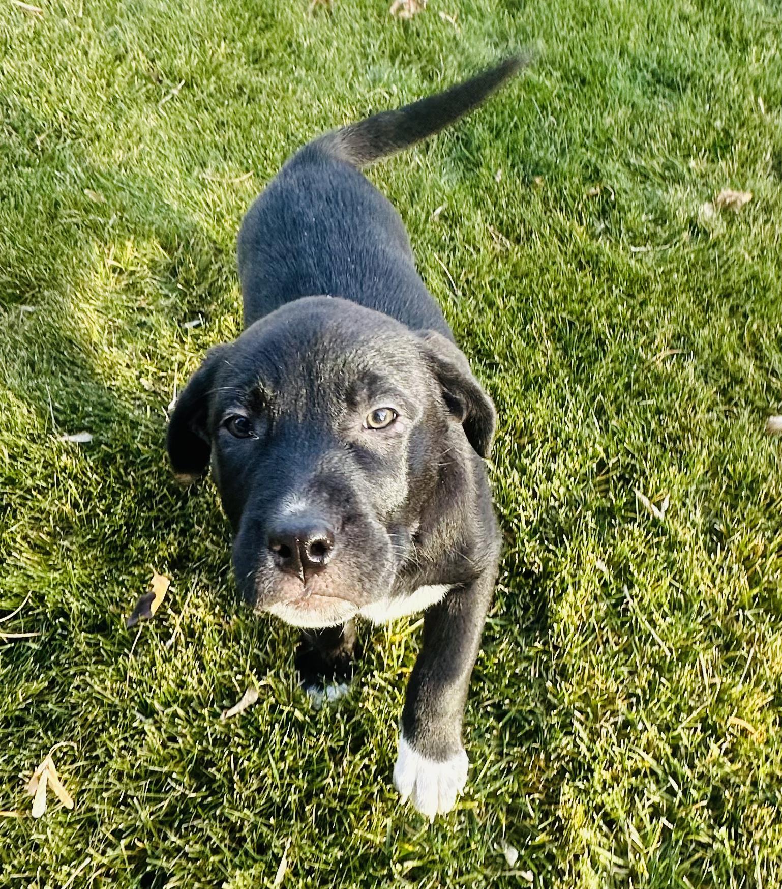 Talia, Adoptable, Puppy Female Mastiff.