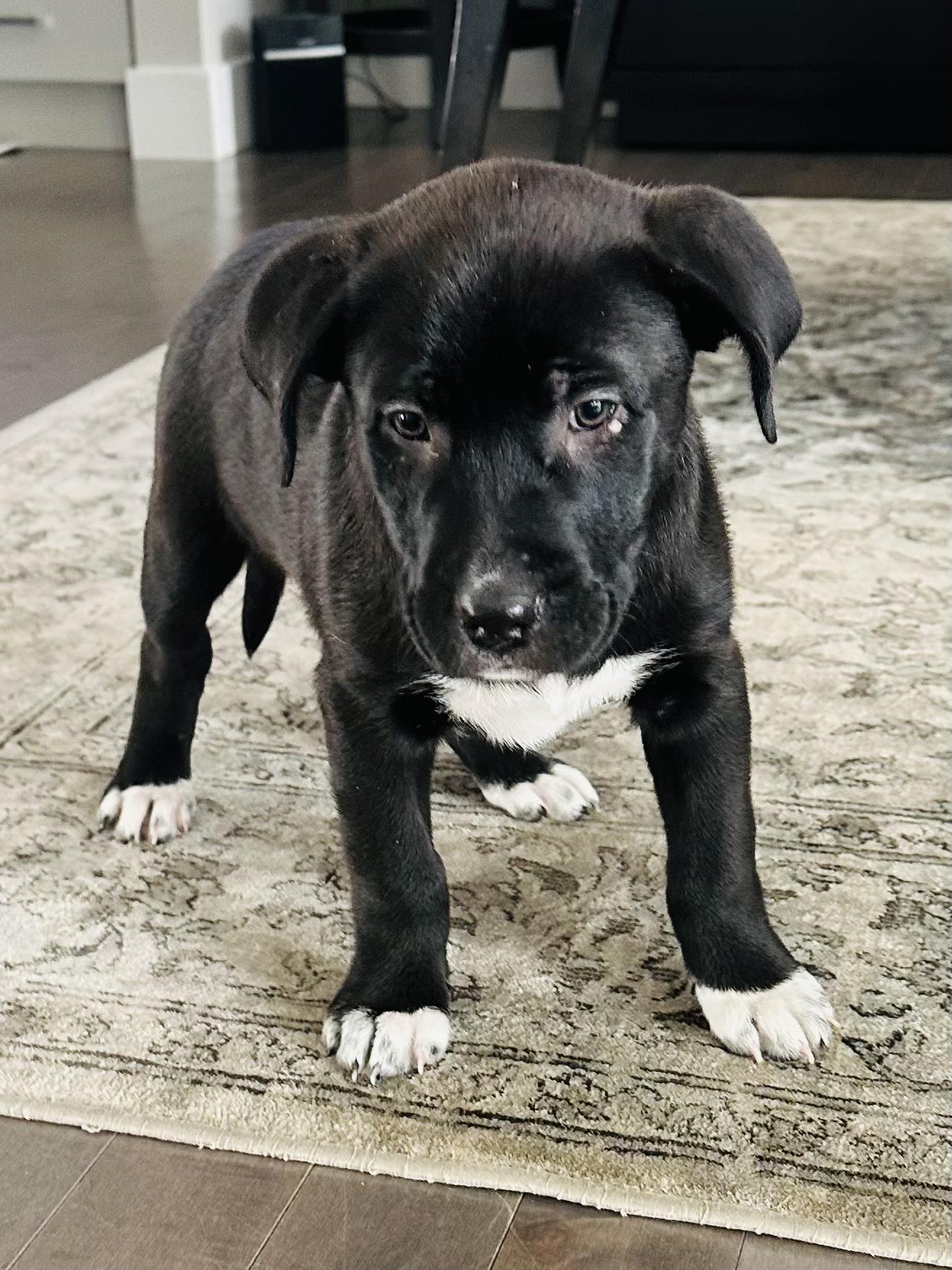 Enlarge Talia, a Adoptable mixed breed in Edmonton, AB image 3/3