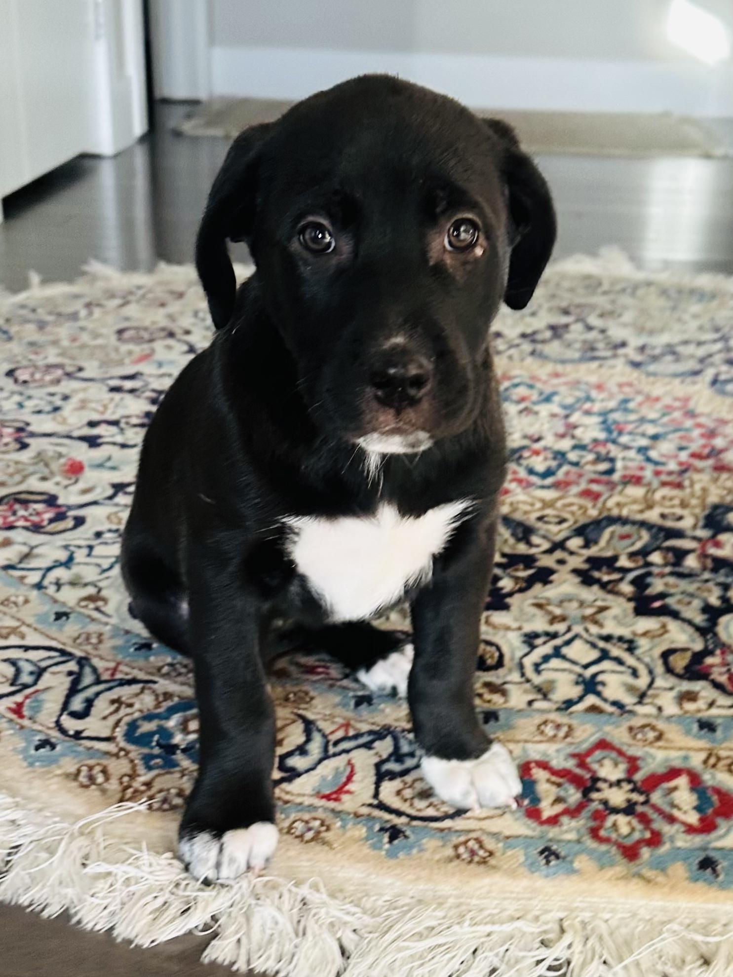 Talia, adopted, Puppy Female Mastiff.