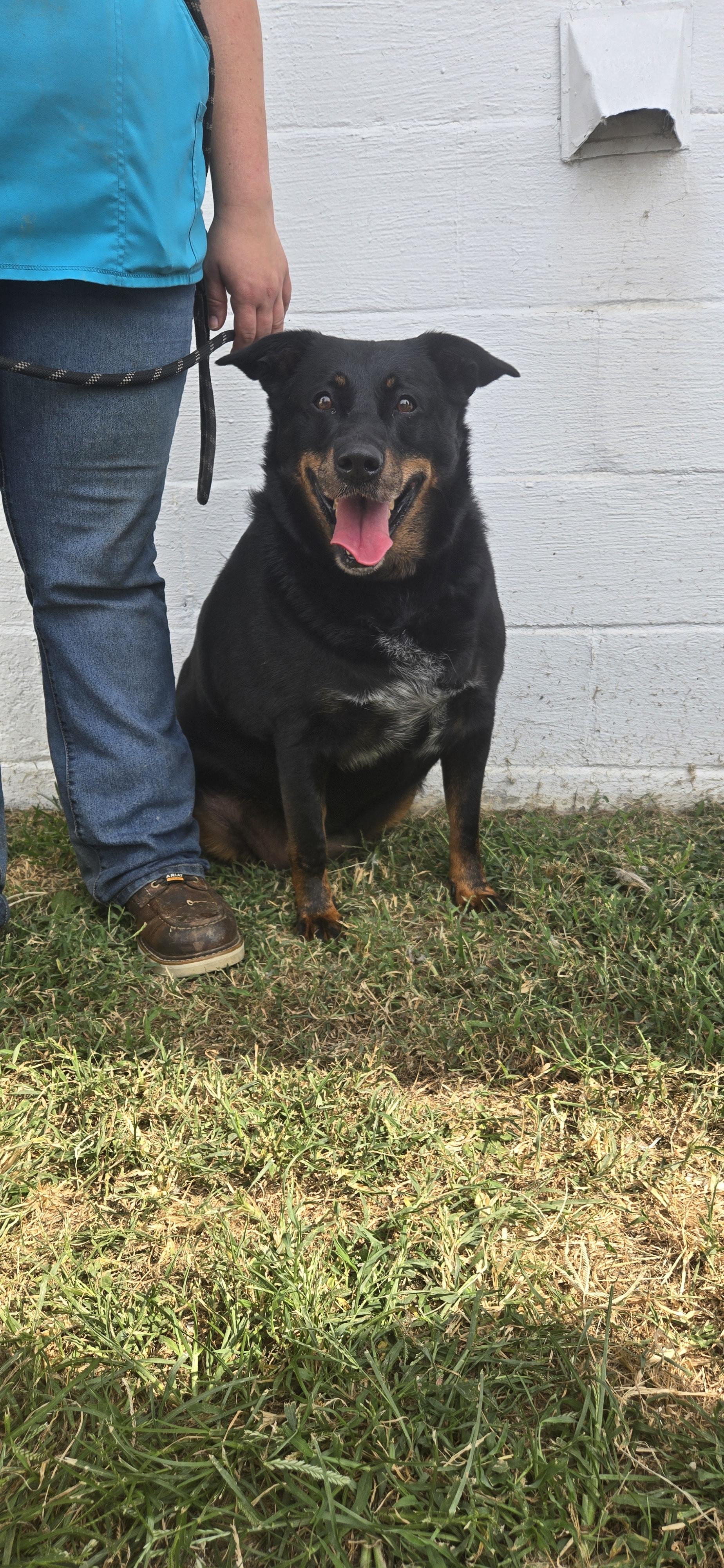 Snookie, Adoptable, Adult Female Shepherd.