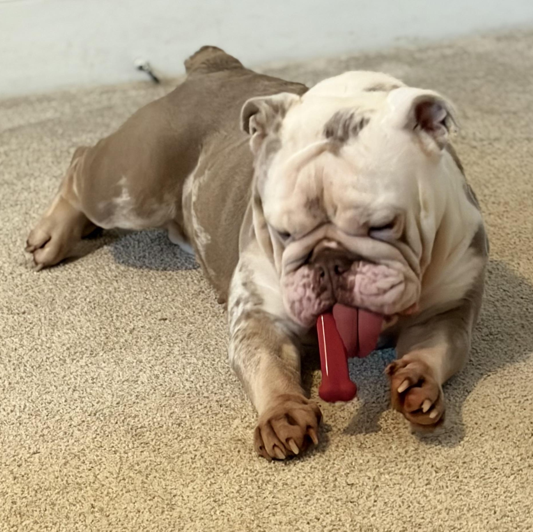 Enlarge Peppa, a Adoptable English Bulldog in Albuquerque, NM image 3/6