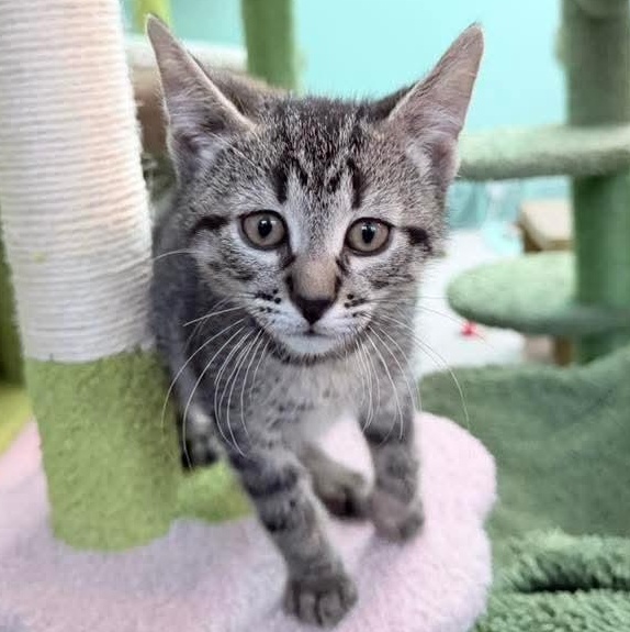 Slushy, a Adoptable Tabby in Kentwood, MI image 6/6