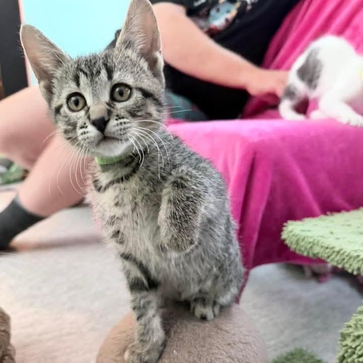 Slushy, a Adoptable Tabby in Kentwood, MI image 1/6
