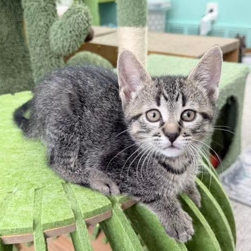 Slushy, a Adoptable Tabby in Kentwood, MI image 2/6