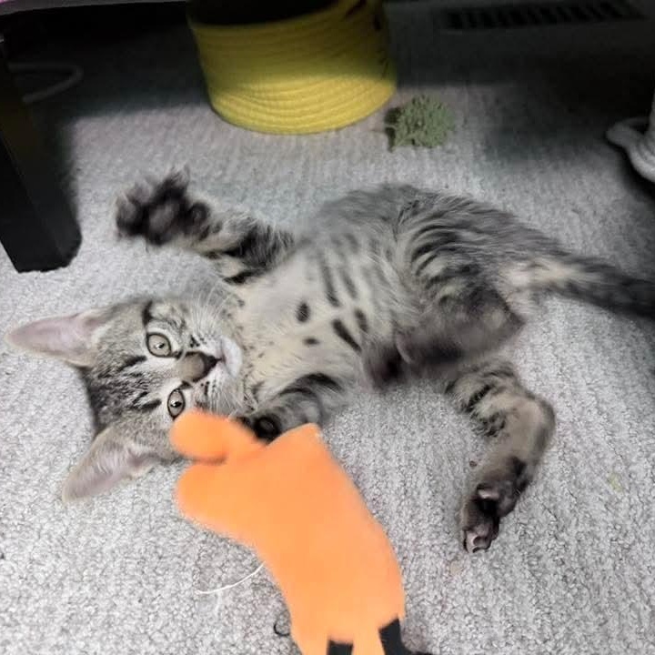 Slushy, a Adoptable Tabby in Kentwood, MI image 4/6